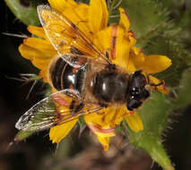 Image of drone fly