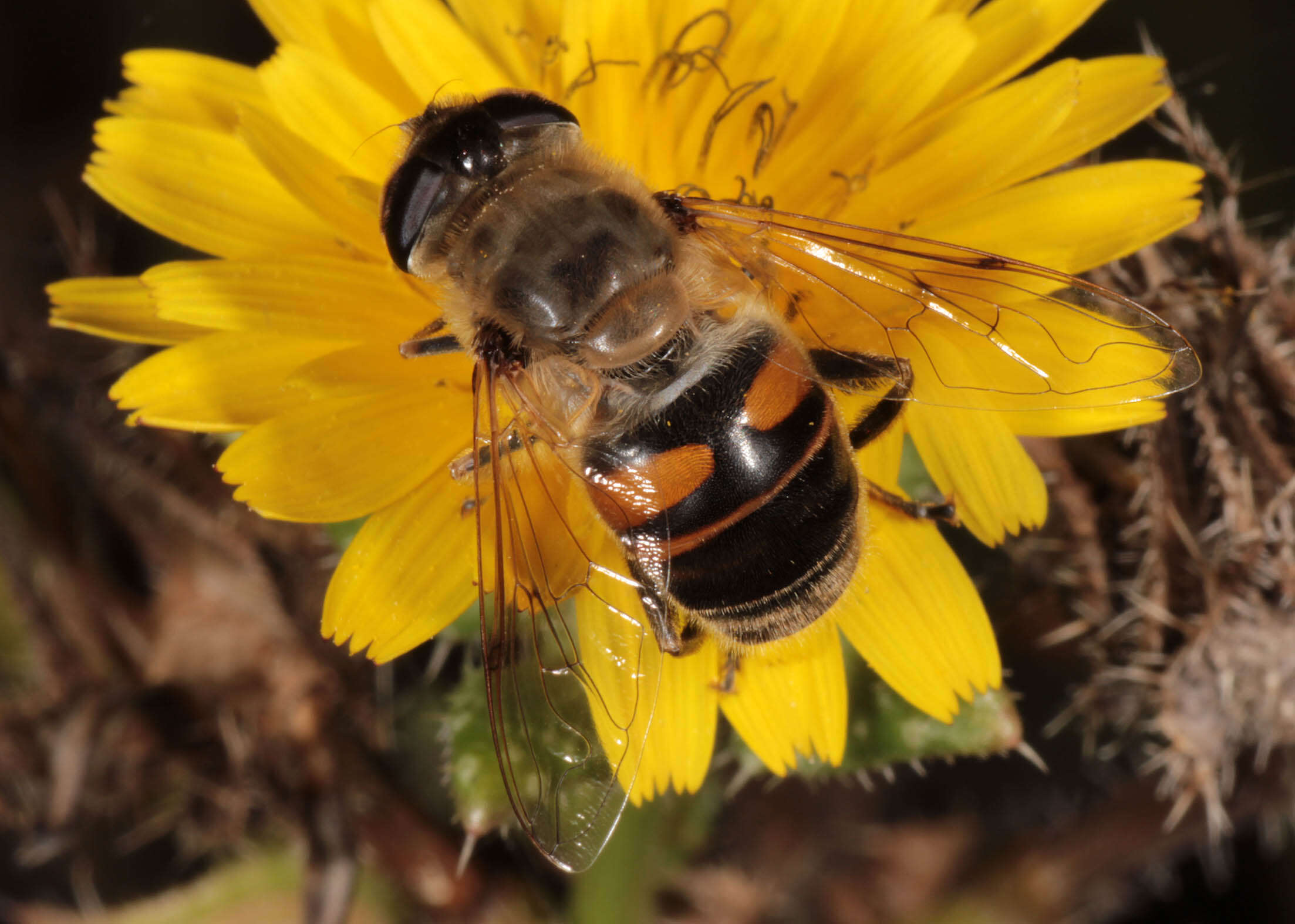 Image of drone fly