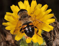 Image of drone fly