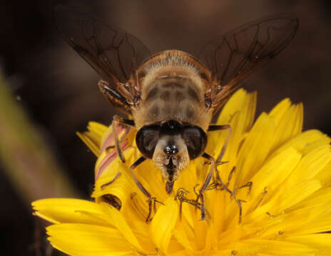 Image of drone fly