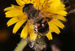 Image of drone fly