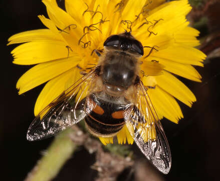 Image of drone fly