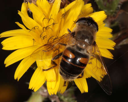 Image of drone fly