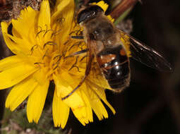 Image of drone fly