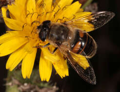 Image of drone fly