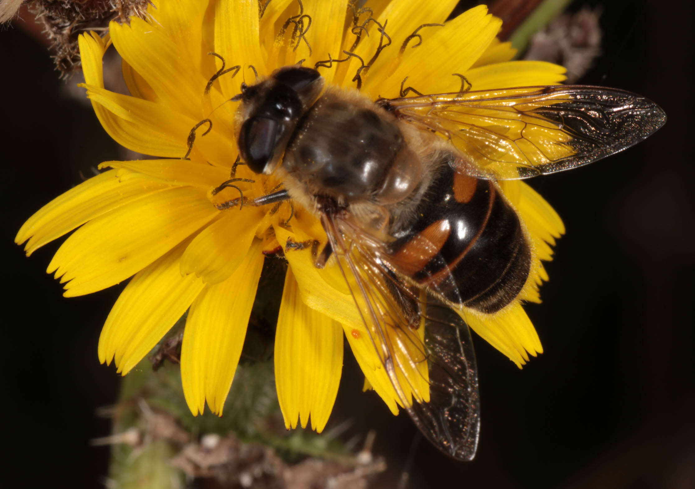 Image of drone fly