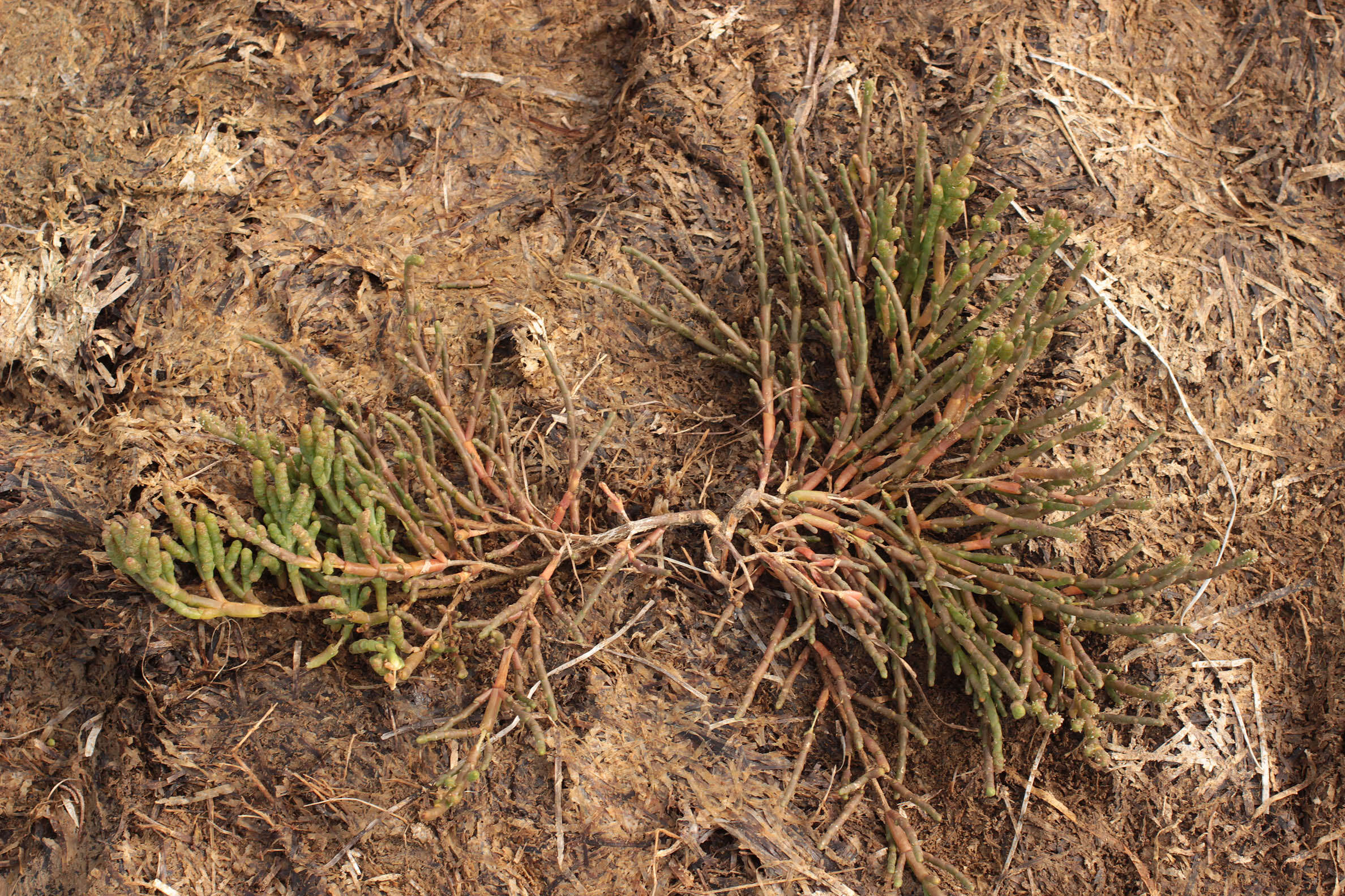 Слика од Salicornia perennis Miller