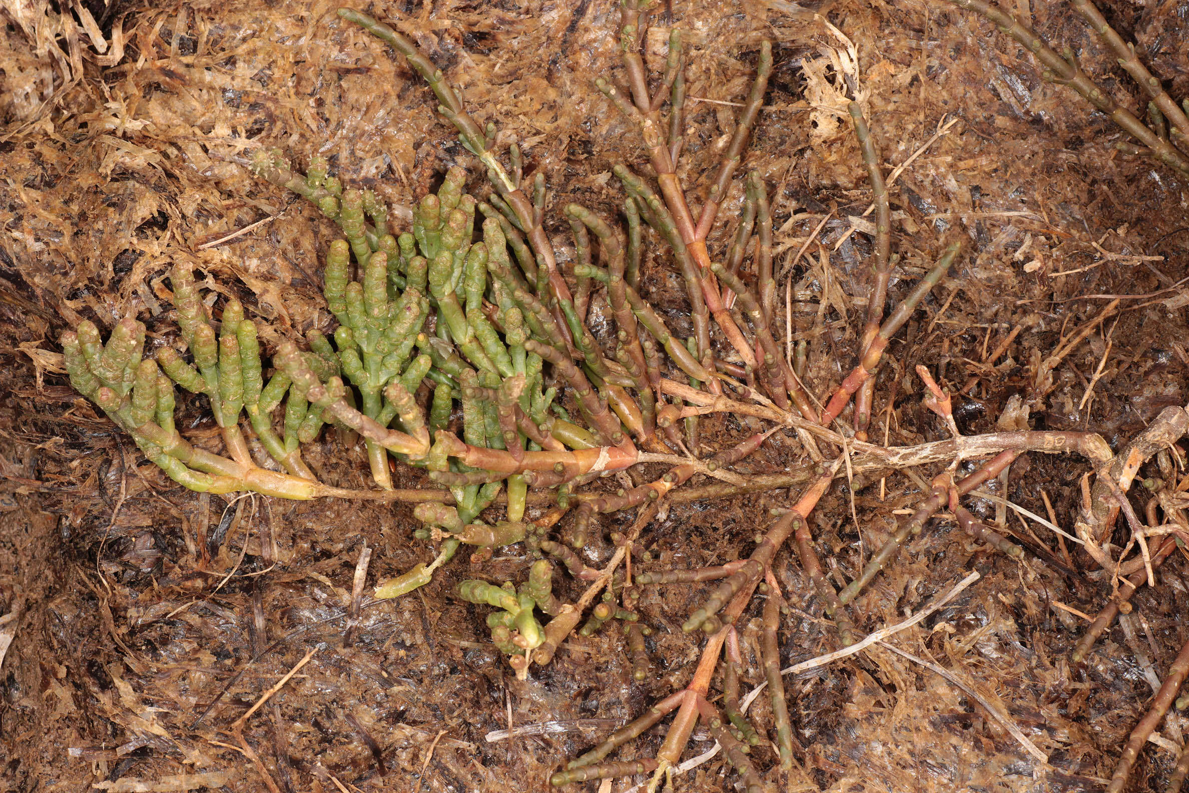 Слика од Salicornia perennis Miller