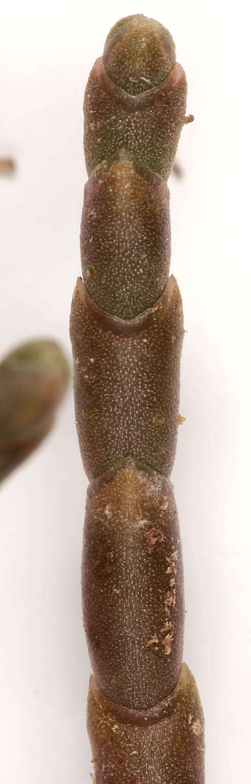 Слика од Salicornia perennis Miller