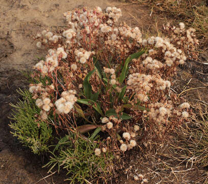 Image of Aster tripolium