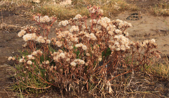 Image of Aster tripolium