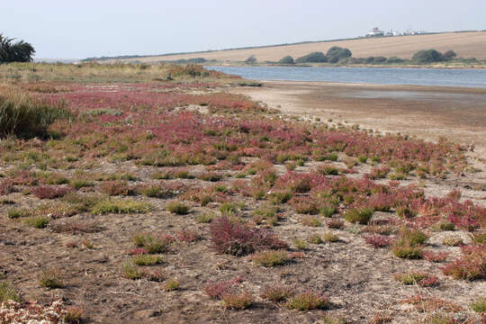 Image of Salicornia ramosissima J. Woods