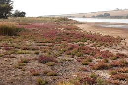 Image of Salicornia ramosissima J. Woods