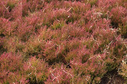 Image of Salicornia ramosissima J. Woods