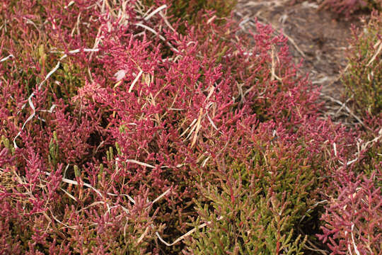 Image of Salicornia ramosissima J. Woods