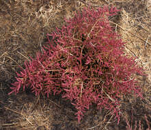 Image of Salicornia ramosissima J. Woods