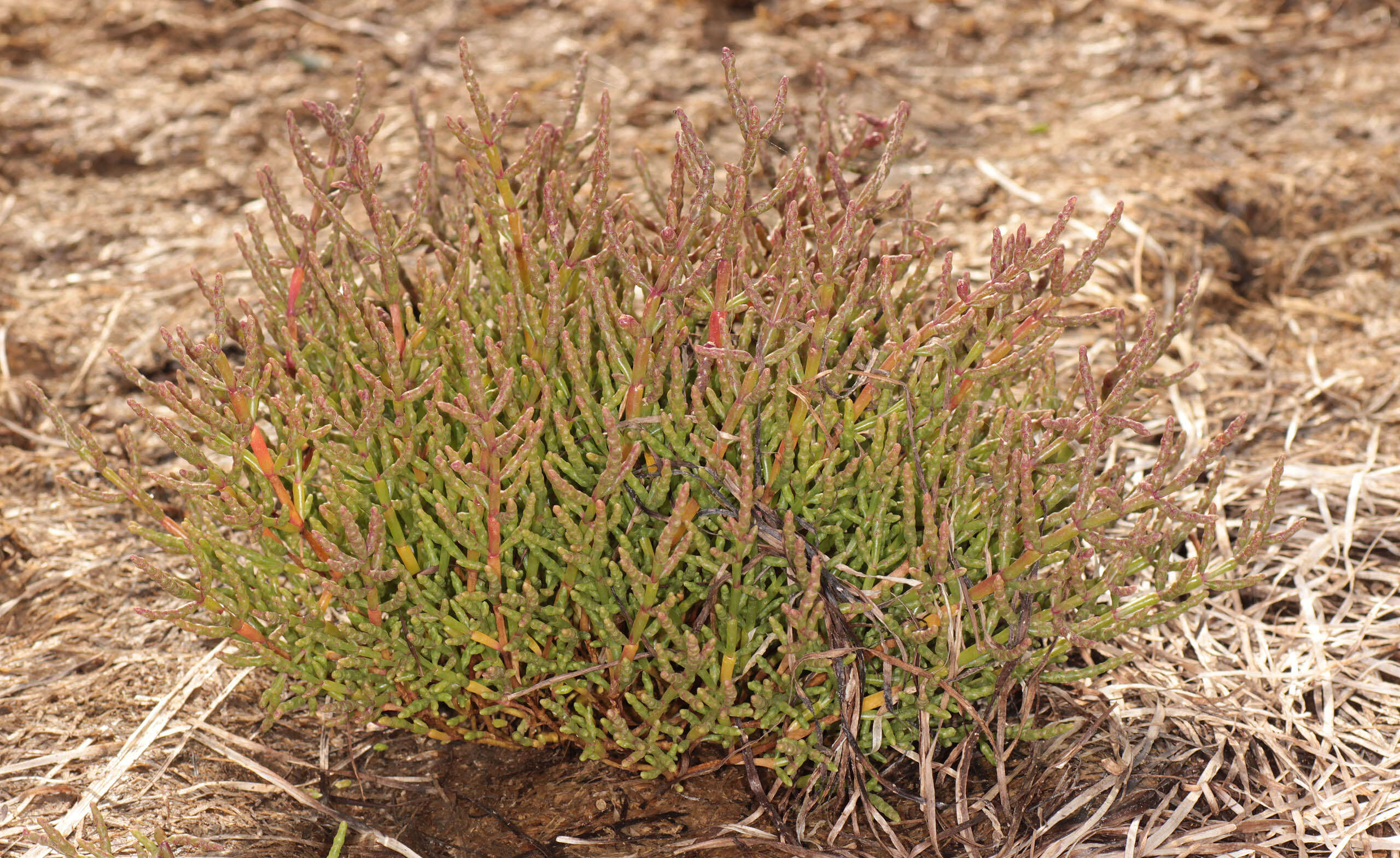 Image of Salicornia ramosissima J. Woods