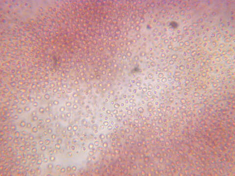 <i>Lamprocystis roseo-persicina</i> resmi