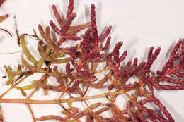 Image of Salicornia ramosissima J. Woods