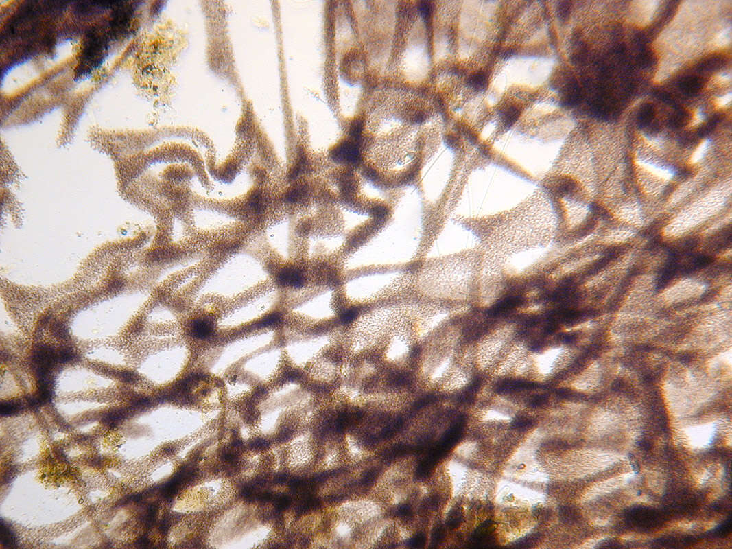 Image of <i>Lamprocystis roseo-persicina</i>