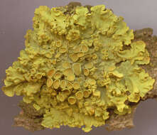 Image of orange wall lichen