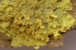 Imagem de Xanthoria parietina (L.) Beltr.