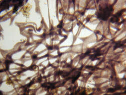 <i>Lamprocystis roseo-persicina</i> resmi