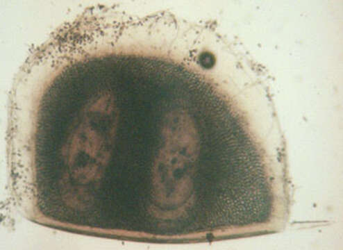 Image of Water Flea