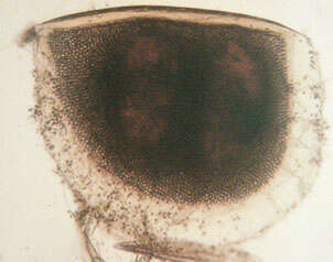 Image of Water Flea