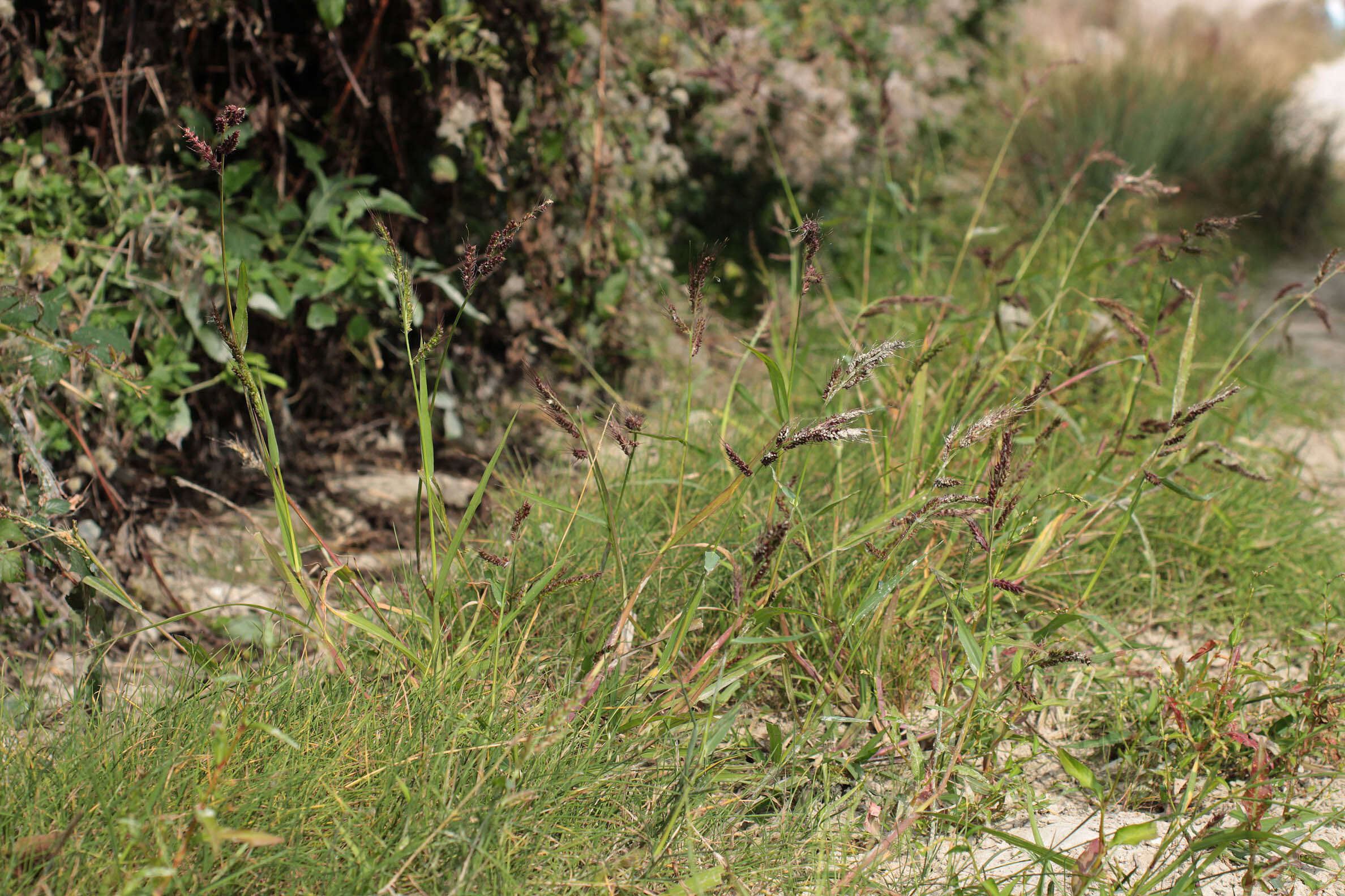 Echinochloa crus-galli (L.) P. Beauv. resmi