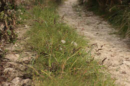 Echinochloa crus-galli (L.) P. Beauv. resmi