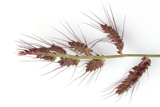 Image of barnyard grass