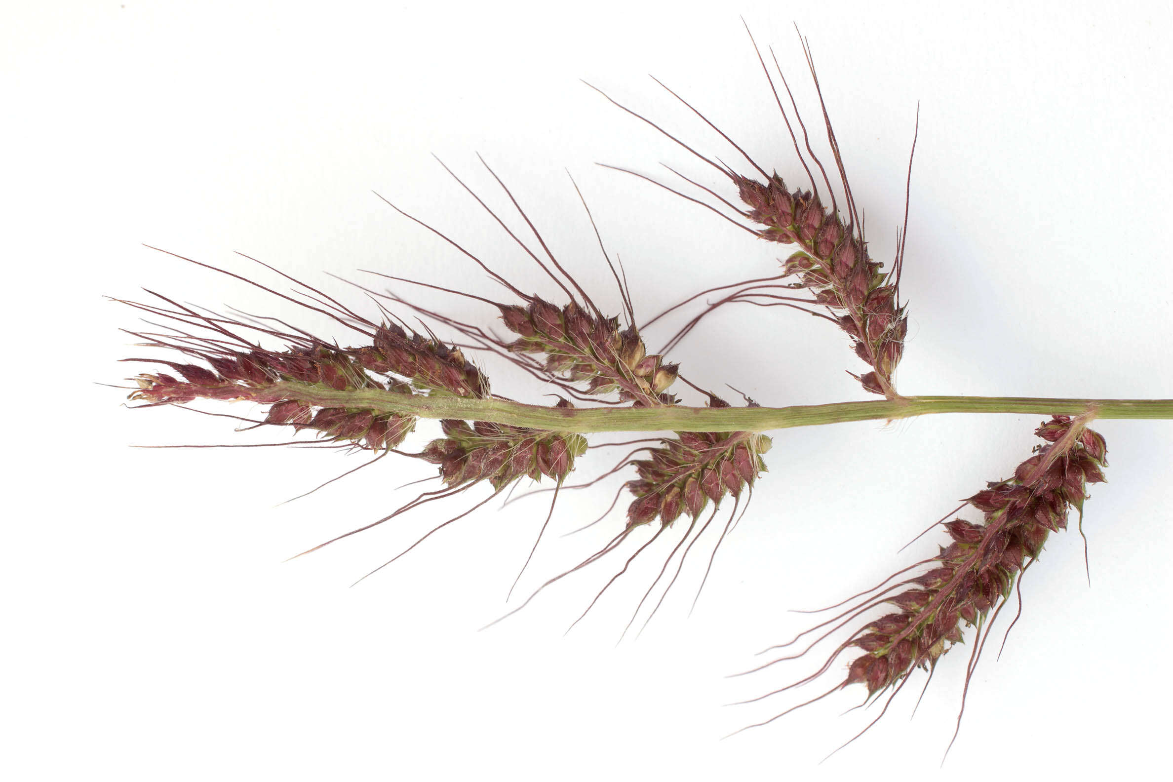 Echinochloa crus-galli (L.) P. Beauv. resmi