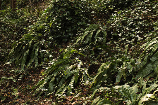 Image of Asplenium scolopendrium subsp. scolopendrium