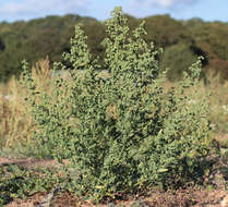 Imagem de Chenopodium album L.