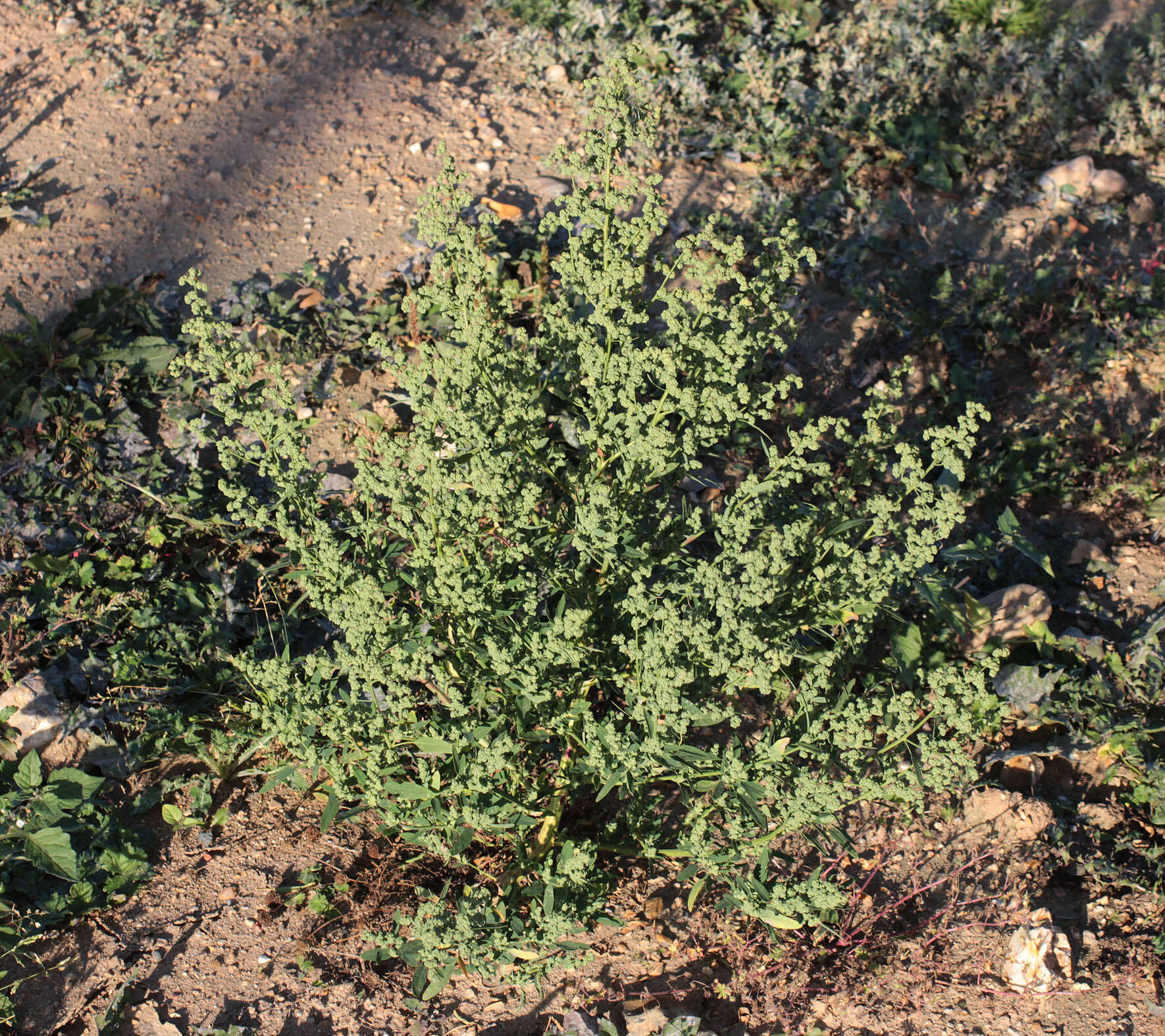 Imagem de Chenopodium album L.