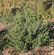 Imagem de Chenopodium album L.