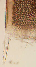 Image of Water Flea