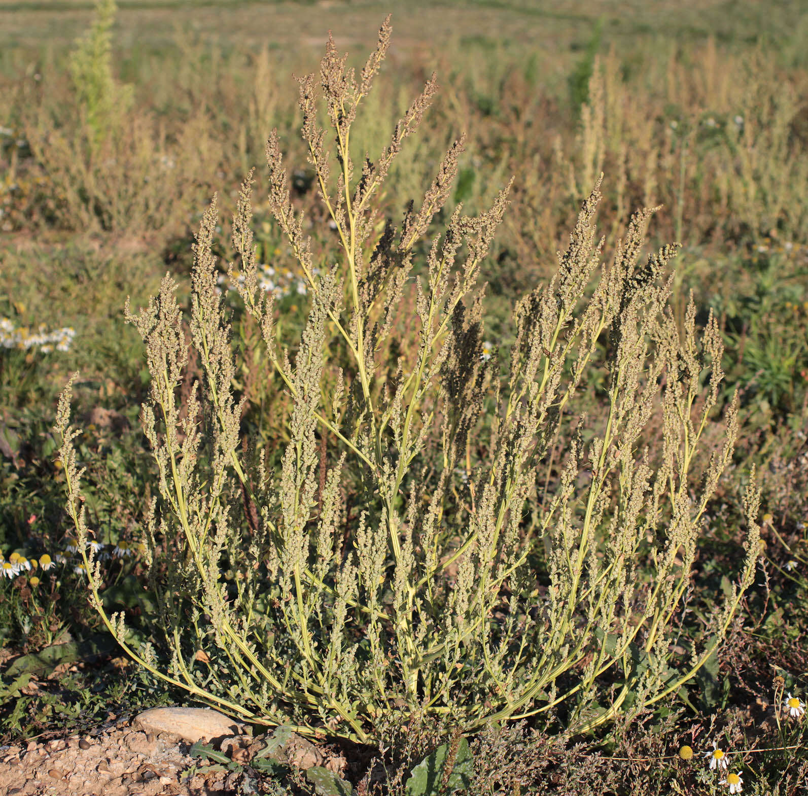 Imagem de Chenopodium album L.