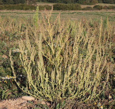 Imagem de Chenopodium album L.