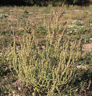 Imagem de Chenopodium album L.