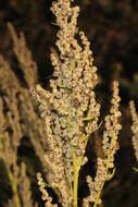 Imagem de Chenopodium album L.