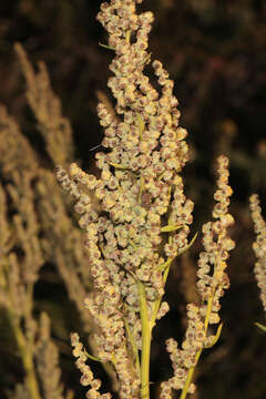 Imagem de Chenopodium album L.