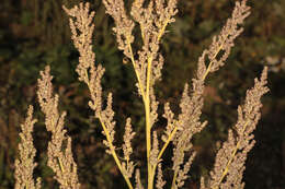 Imagem de Chenopodium album L.