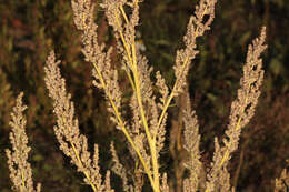 Imagem de Chenopodium album L.