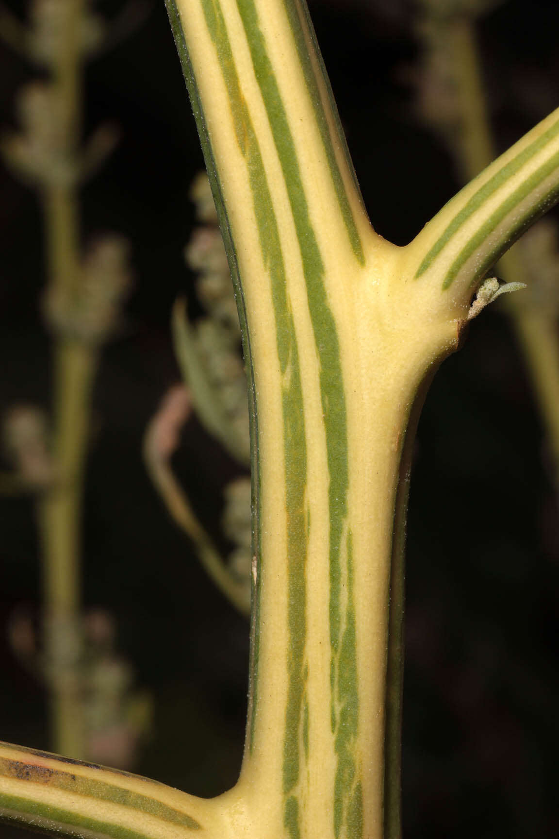 Imagem de Chenopodium album L.