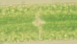 Image of Netrium (Naegeli) Itzigsohn & Rothe 1856