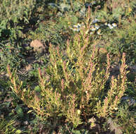 Image of Red Goosefoot