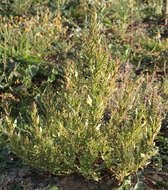 Image of Red Goosefoot