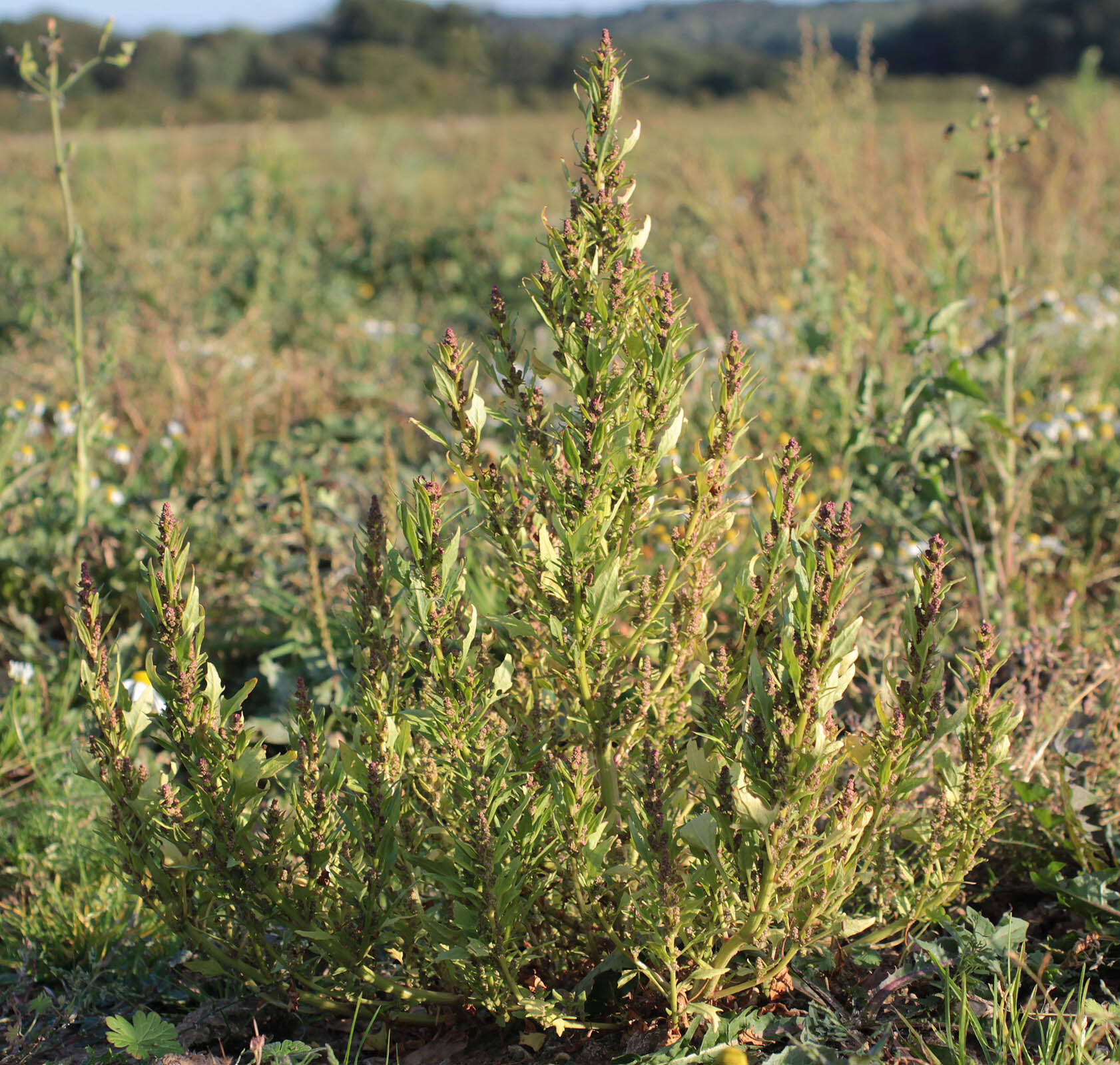 Image of Red Goosefoot